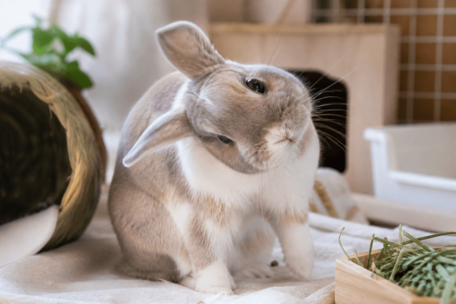 うさぎの斜頸とは?原因と対処法を解説