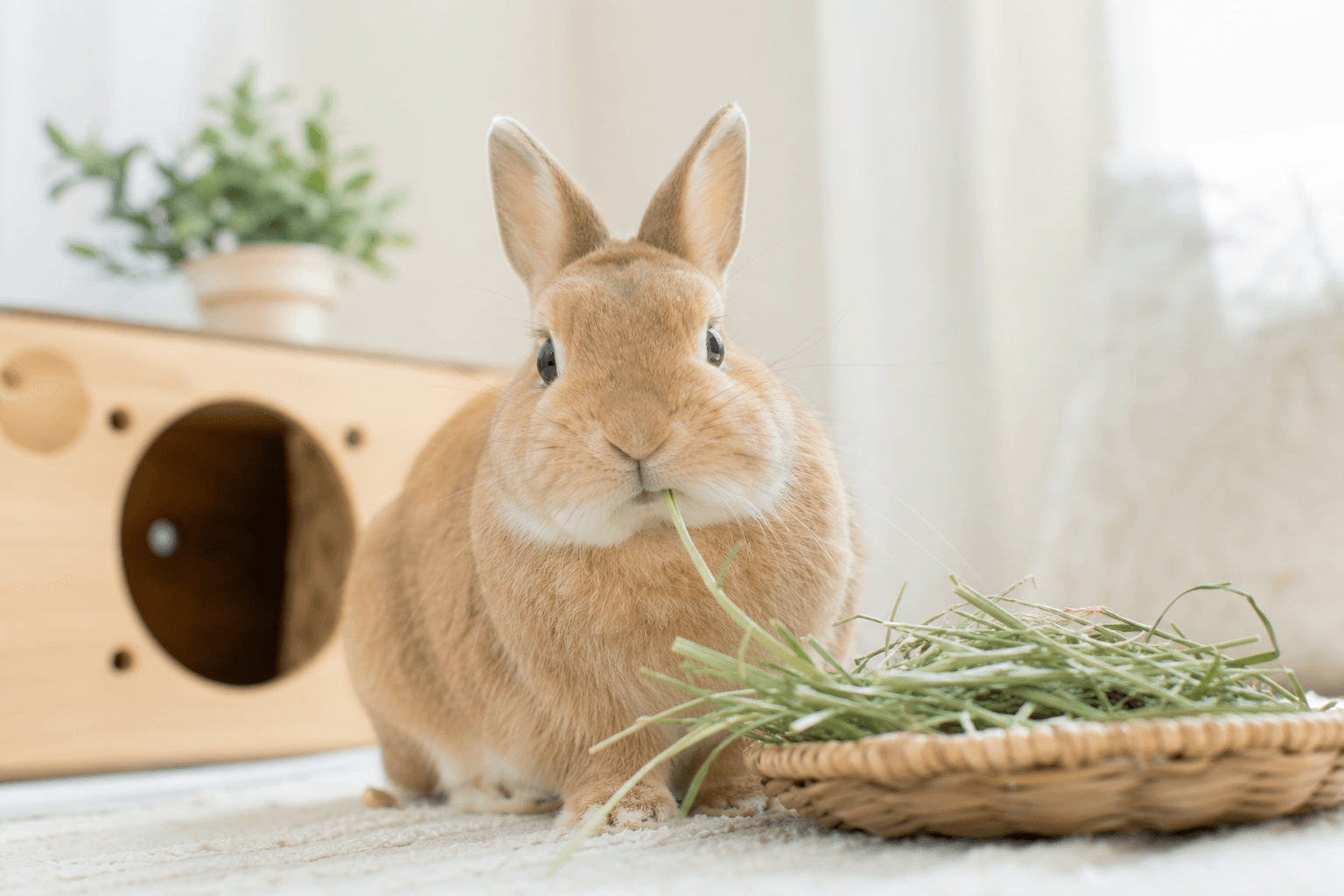 うさぎの不正咬合、実は無症状で進行する子が多数派でした